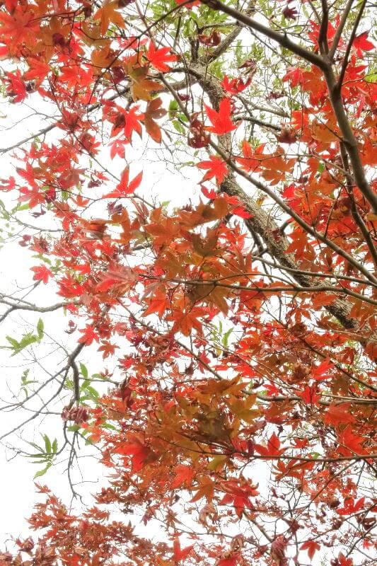 DSC_1956(修正)