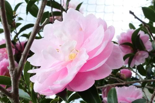 DSC_1965(修正)