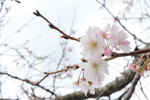 DSC_1960(修正)