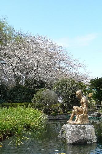 池と桜