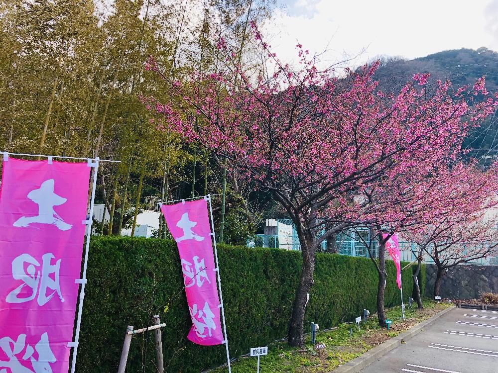 駐車場土肥桜
