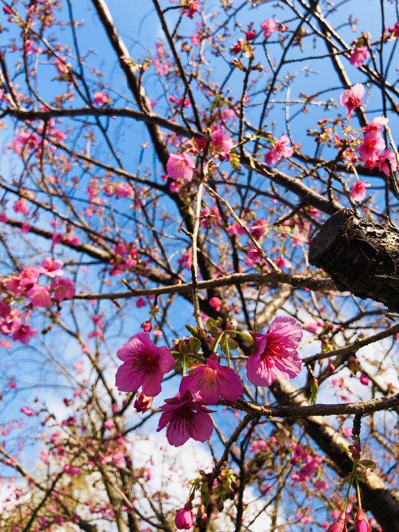 土肥桜アップ