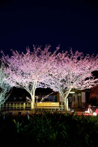 2018.2.13土肥金山夜桜