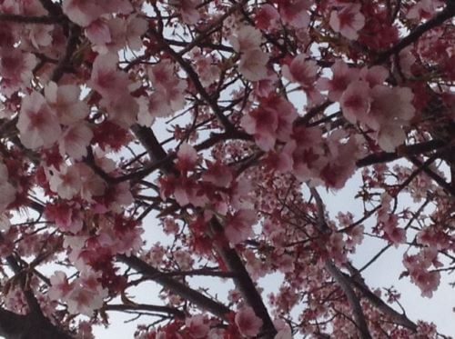 20190211桜済