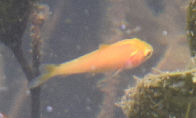 稚魚拡大１