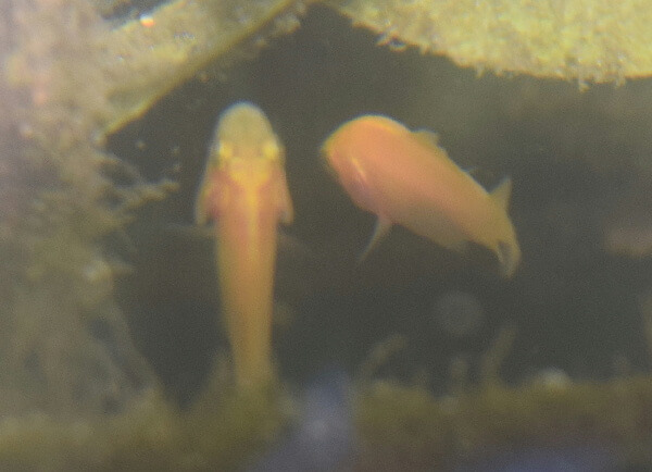 稚魚拡大０２