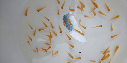 金鯉稚魚③3