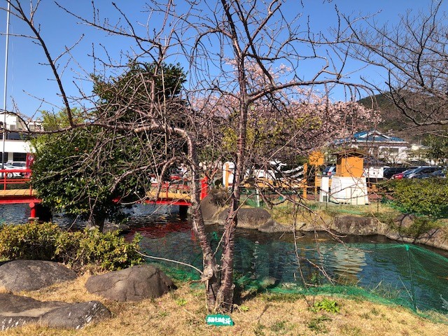最福寺しだれ
