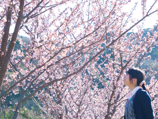 土肥桜のページ2