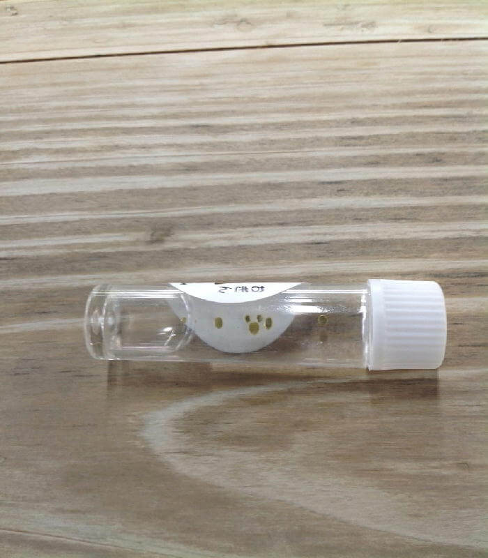 砂金