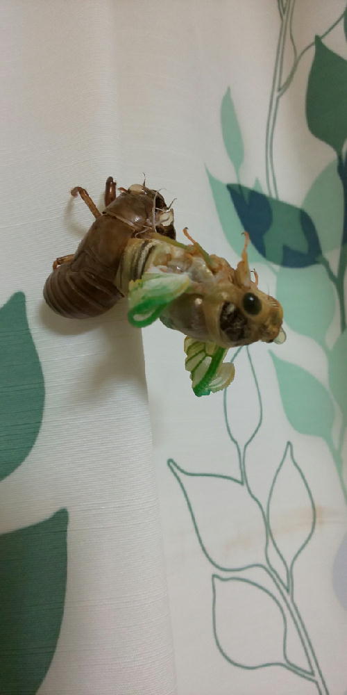 セミ④